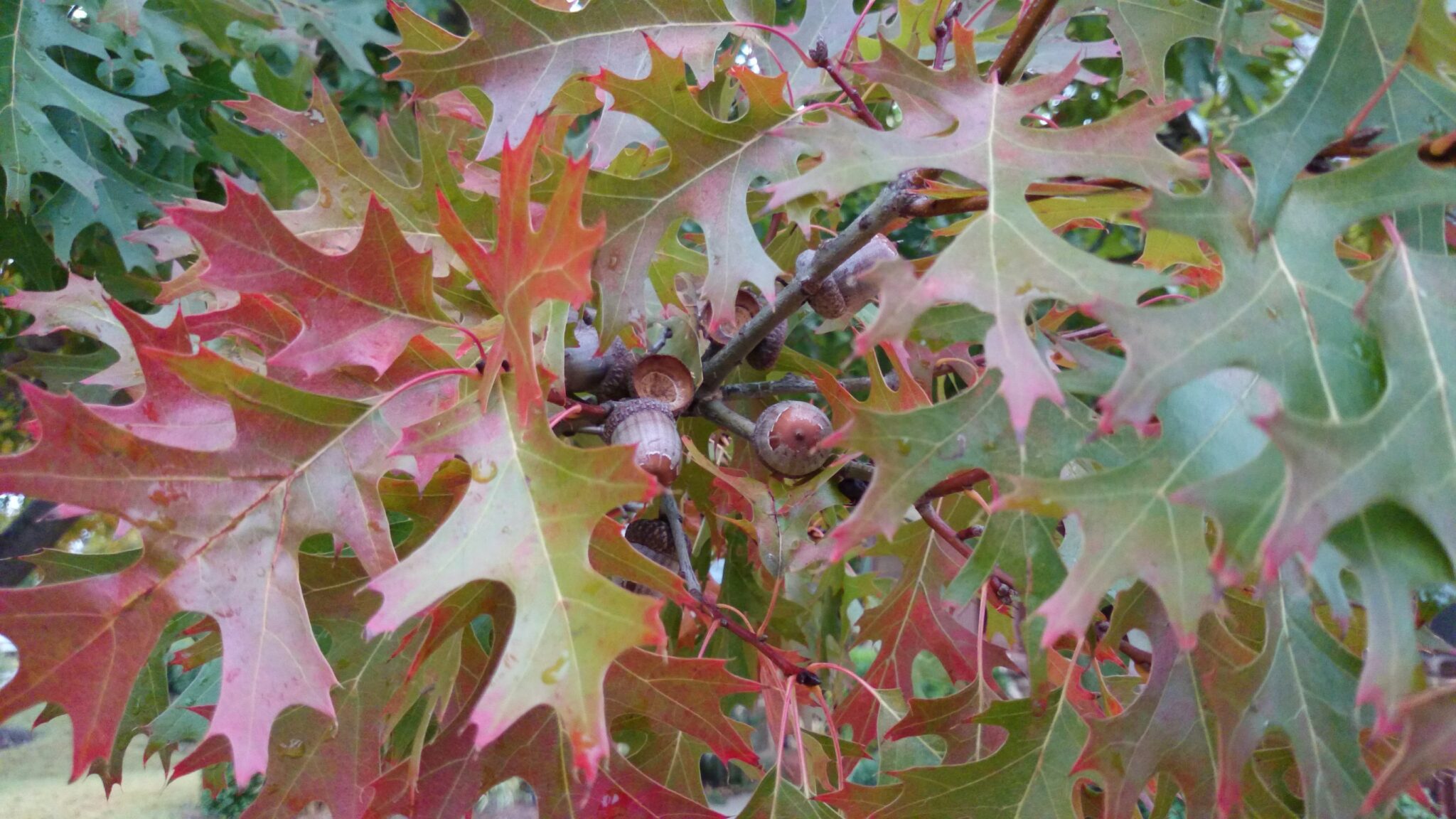 Acorns hidden in oak leaves that are turning colors for the fall.